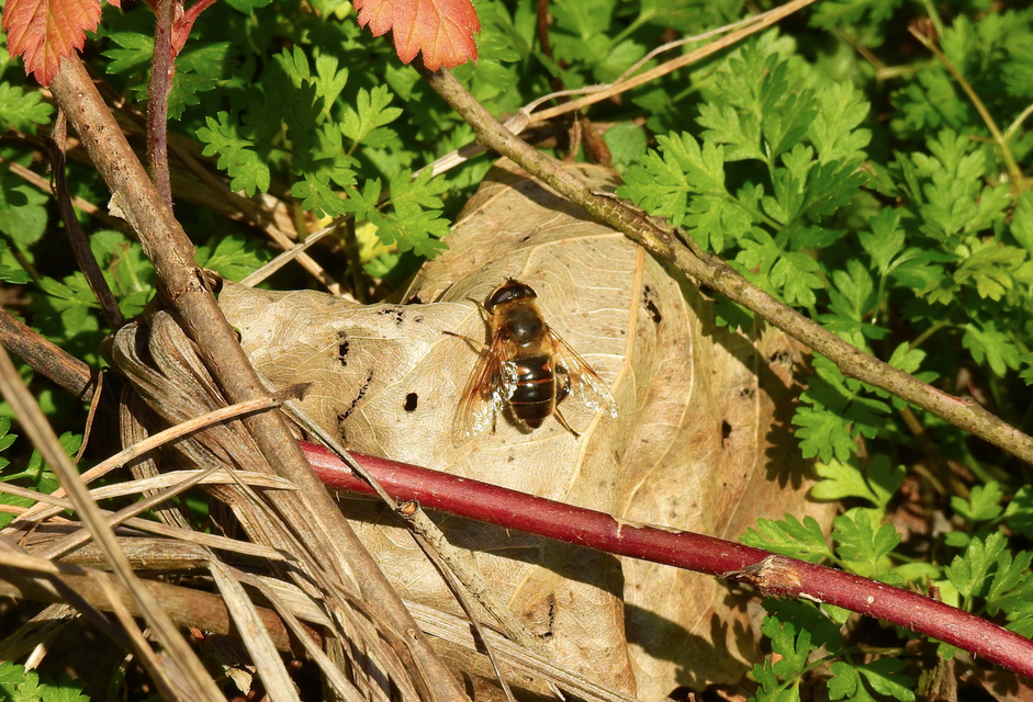 Eristalis tenax - közönséges herelégy