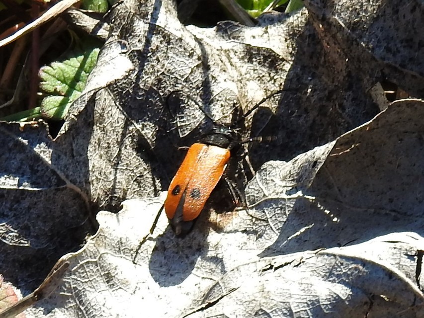 Apalus bimaculatus - kétfoltos élősdibogár