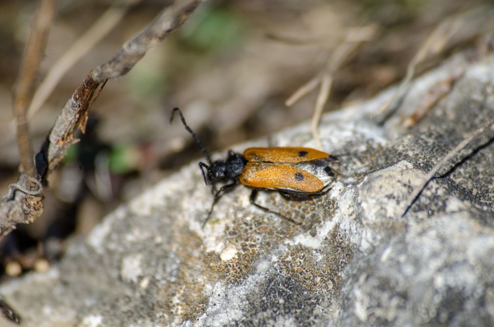 Apalus bimaculatus - kétfoltos élősdibogár
