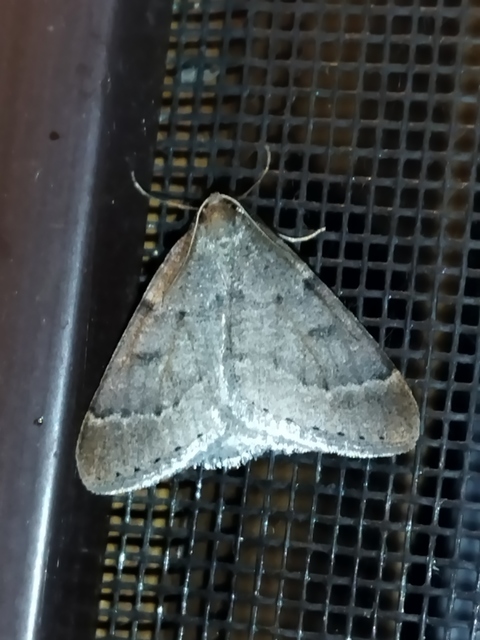 Theria rupicapraria - tavaszi kökényaraszoló