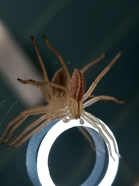 Micrommata virescens - hunyópók