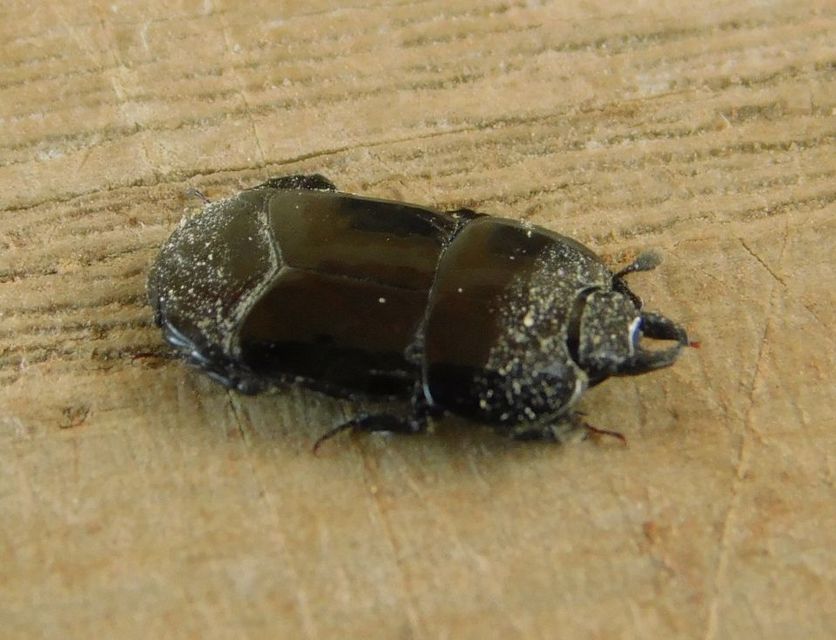 Hololepta plana - lemez-sutabogár