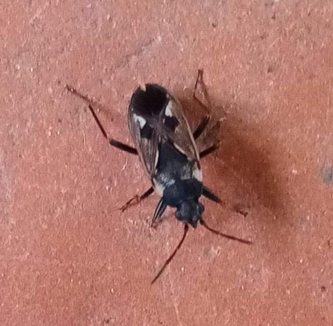 Rhyparochromus vulgaris - közönséges díszesbodobács