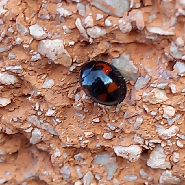 Exochomus quadripustulatus - négyfoltos szerecsenkata