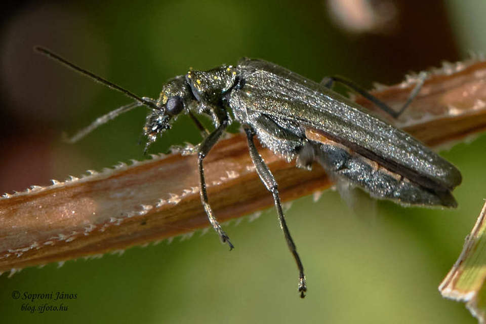 Oedemeridae - álcincérfélék