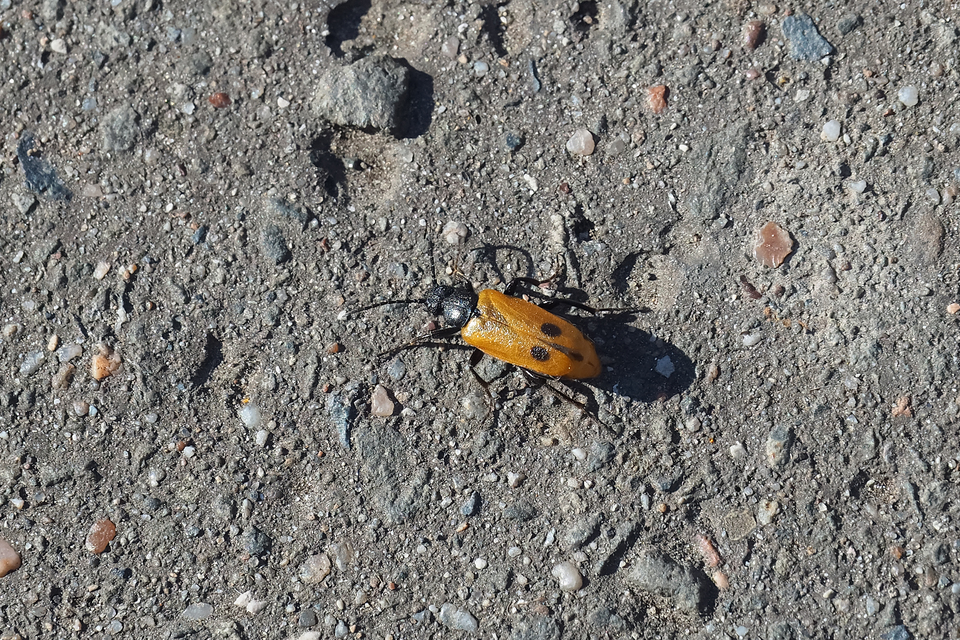 Apalus bimaculatus - kétfoltos élősdibogár