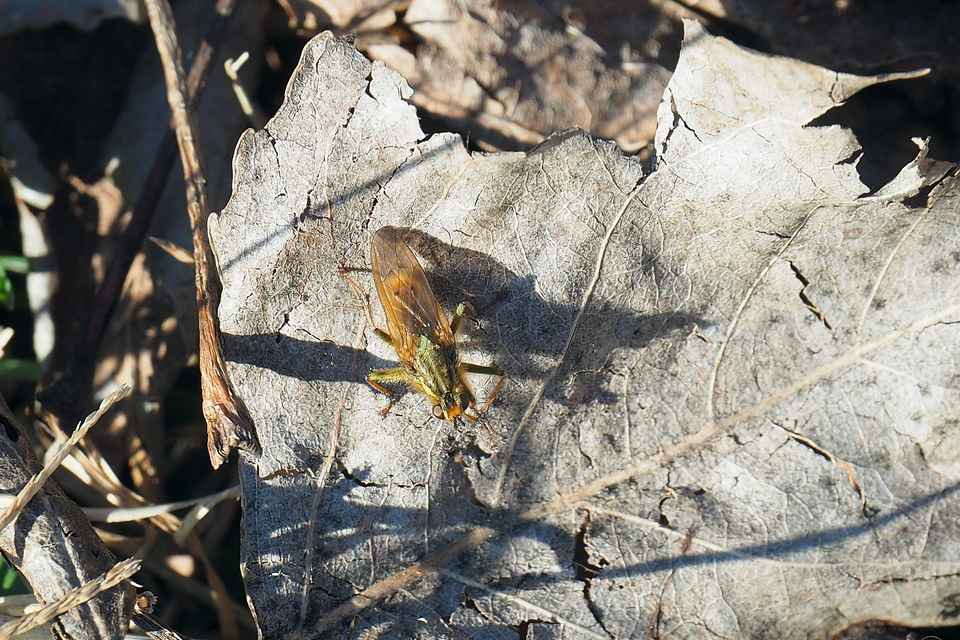 Scathophaga stercoraria - közönséges trágyalégy