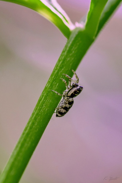 Salticus