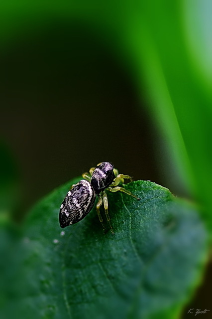 Heliophanus