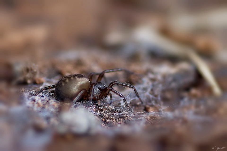 Amaurobius
