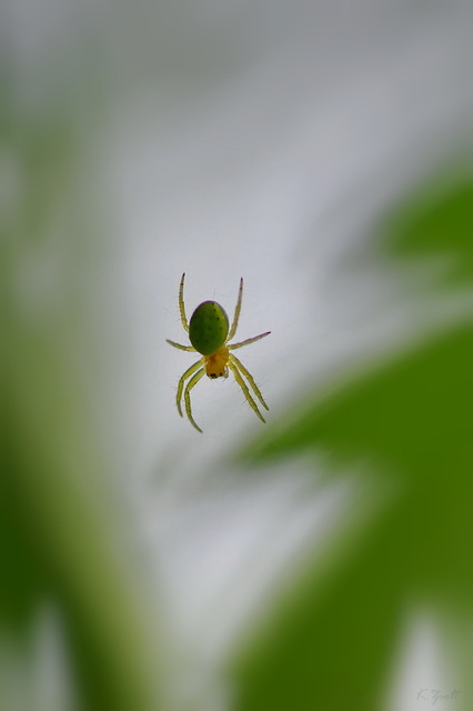 Araniella