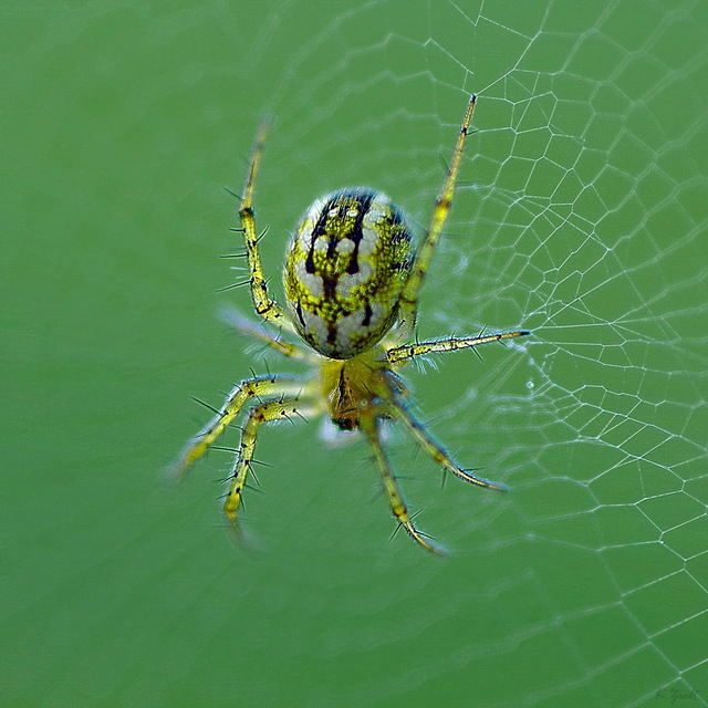 Mangora acalypha - réti keresztespók