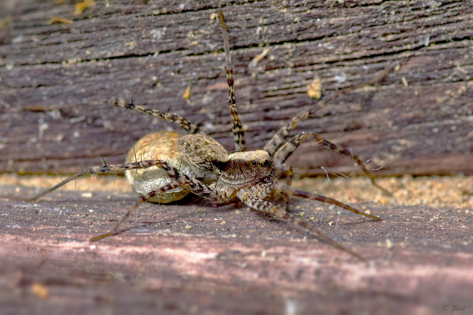 Pardosa
