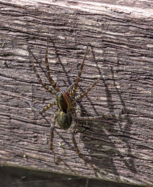 Pardosa
