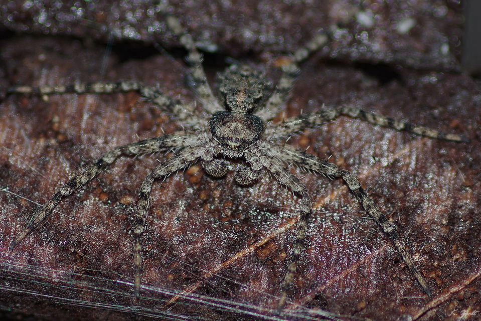 Philodromus poecilus - cifra karolópók