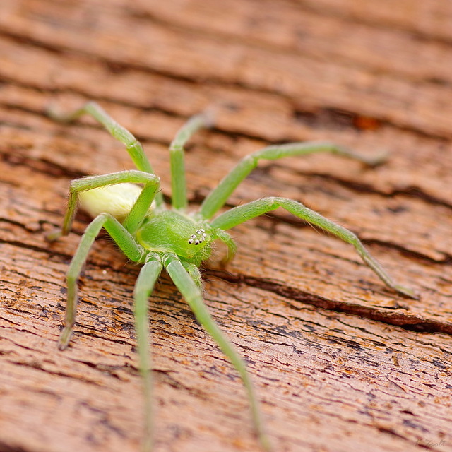 Micrommata virescens - hunyópók