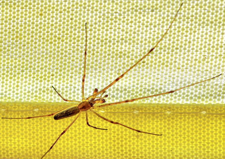 Tetragnatha