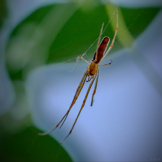 Tetragnatha
