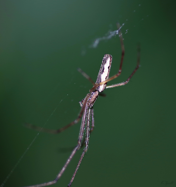 Tetragnatha