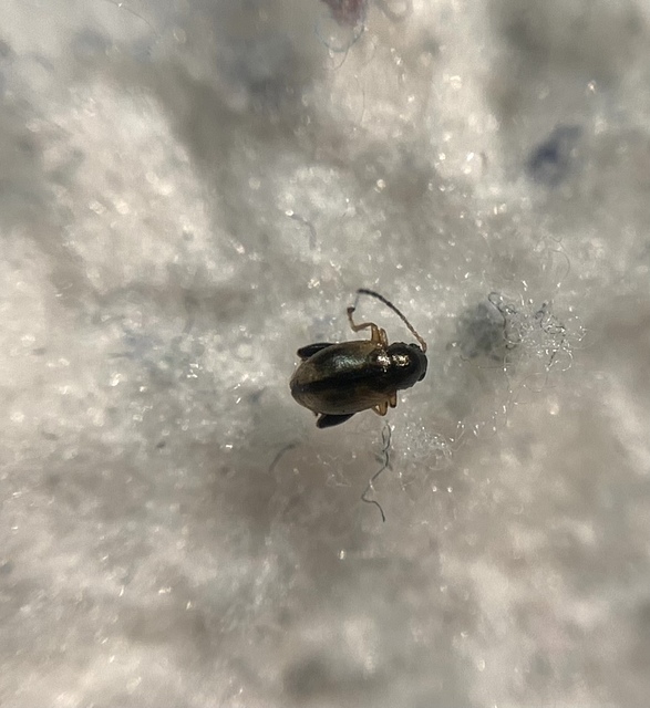 Longitarsus nasturtii