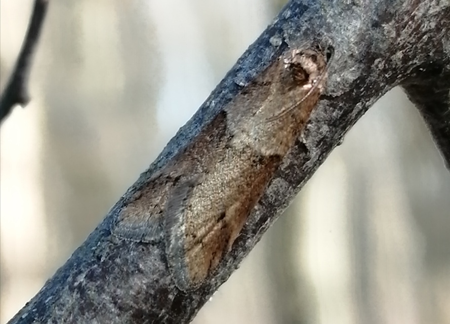 Tortricodes alternella - tavaszi sodrómoly