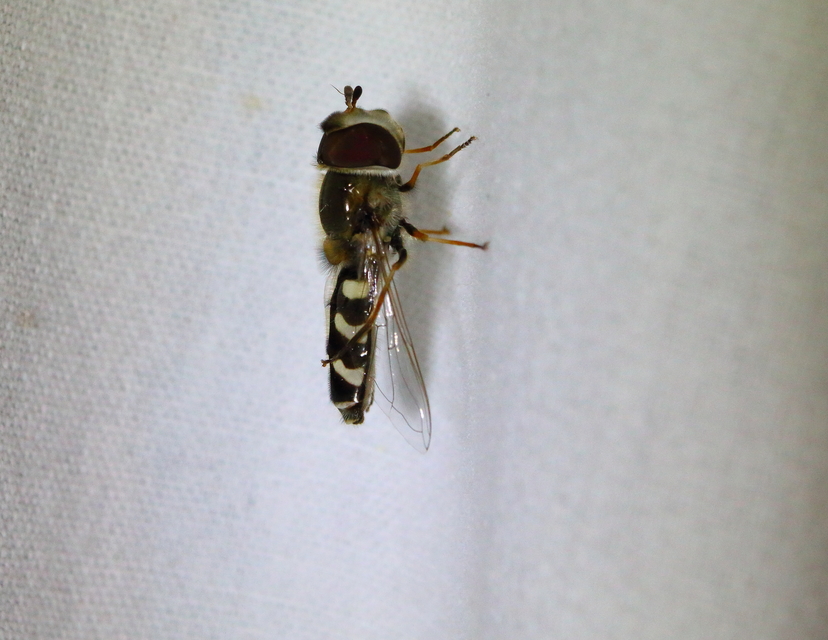 Scaeva pyrastri - gyakori nagyhomlokúlégy