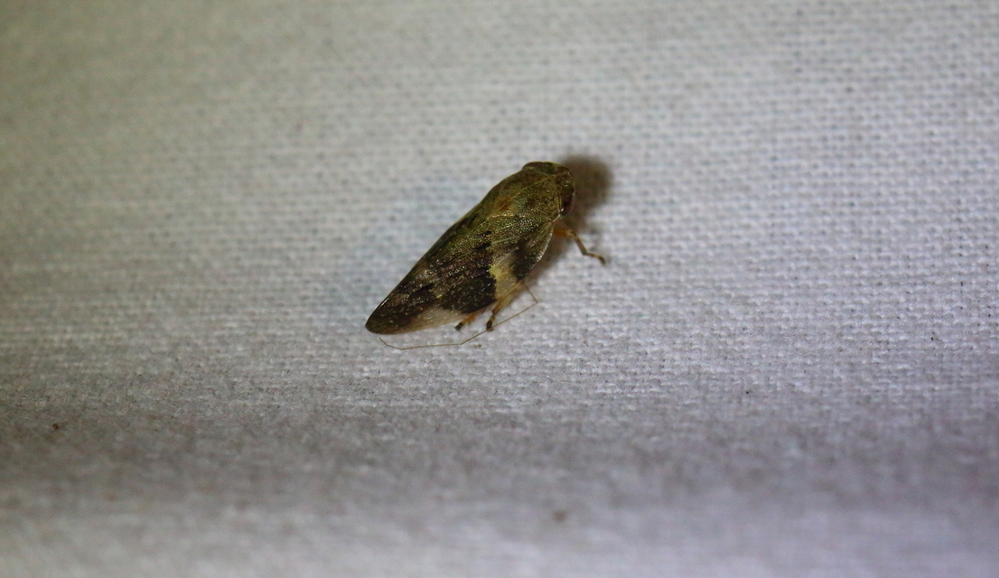 Aphrophora alni