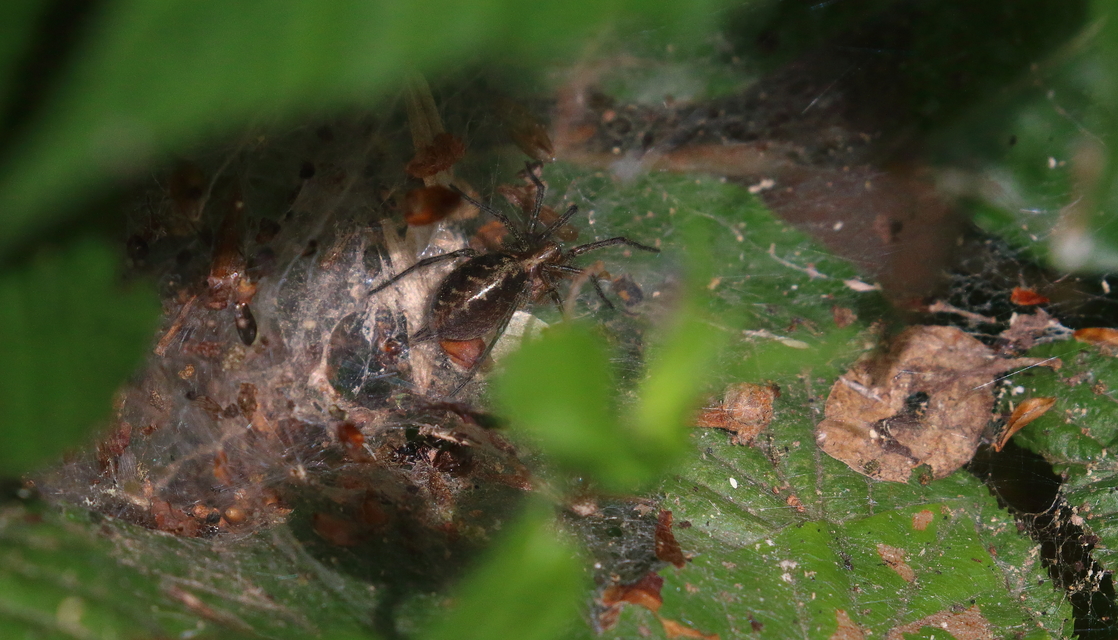 Agelena labyrinthica - illó tölcsérpók