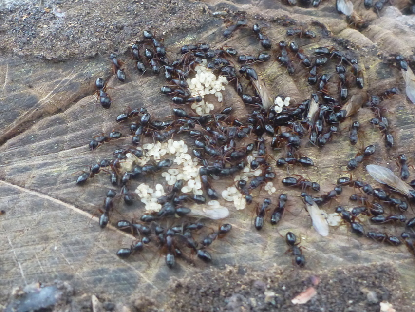 Camponotus fallax - ligeti lóhangya