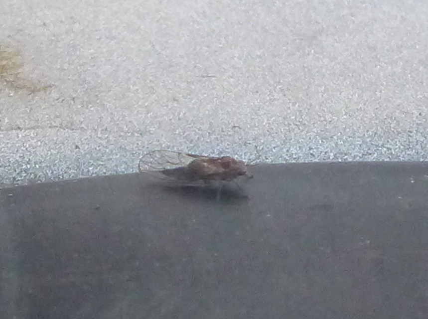 Psyllidae