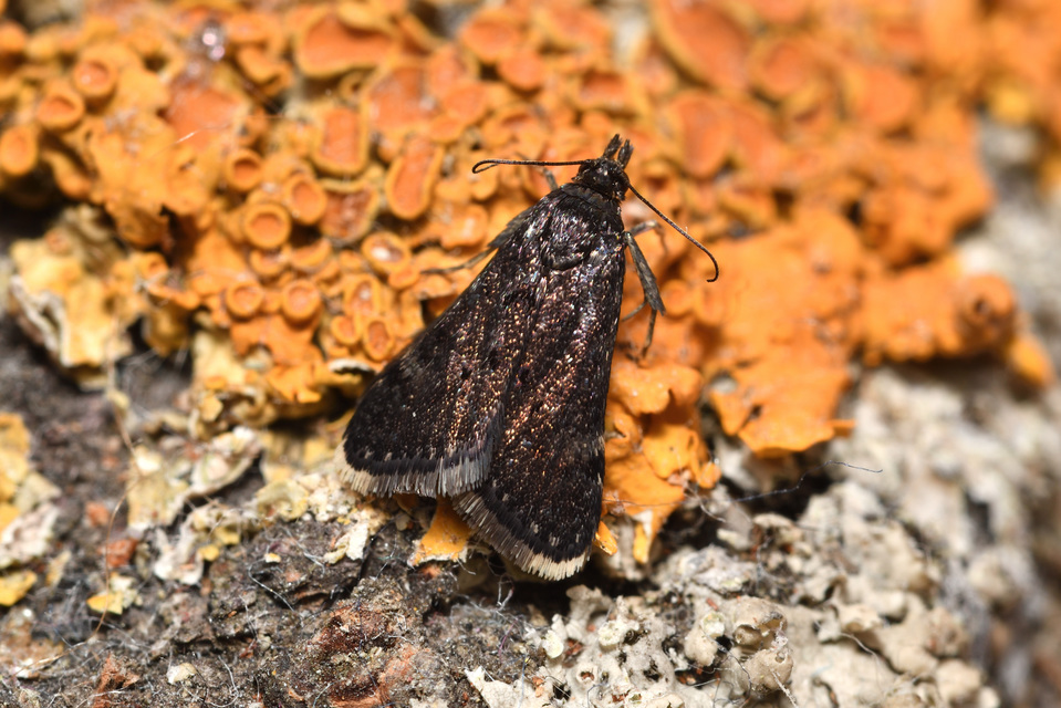 Heliothela wulfeniana - fényes kormosmoly