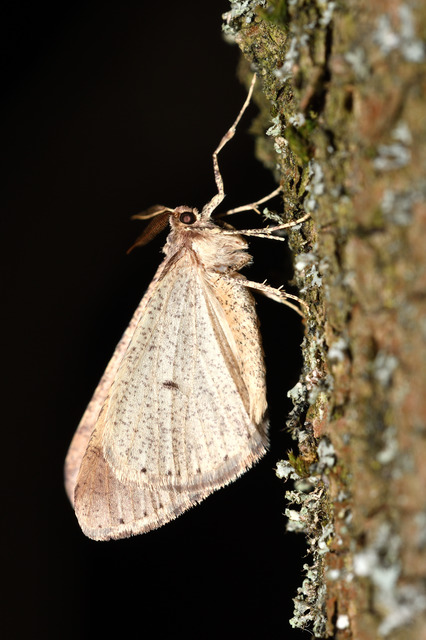 Agriopis marginaria - sárgás téliaraszoló