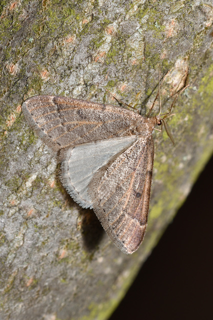 Theria rupicapraria - tavaszi kökényaraszoló