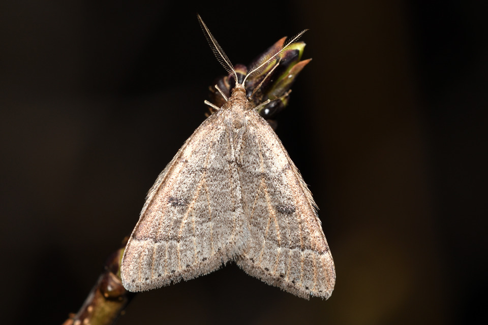 Theria rupicapraria - tavaszi kökényaraszoló
