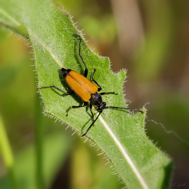 Stictoleptura fulva - vörhenyes virágcincér
