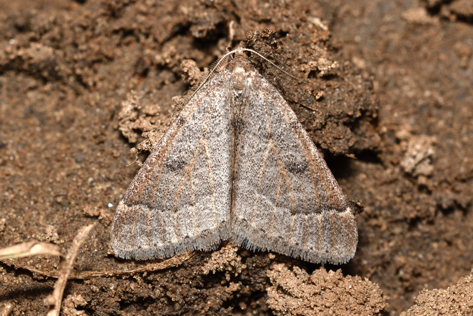 Theria rupicapraria - tavaszi kökényaraszoló