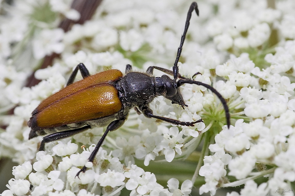Stictoleptura fulva - vörhenyes virágcincér