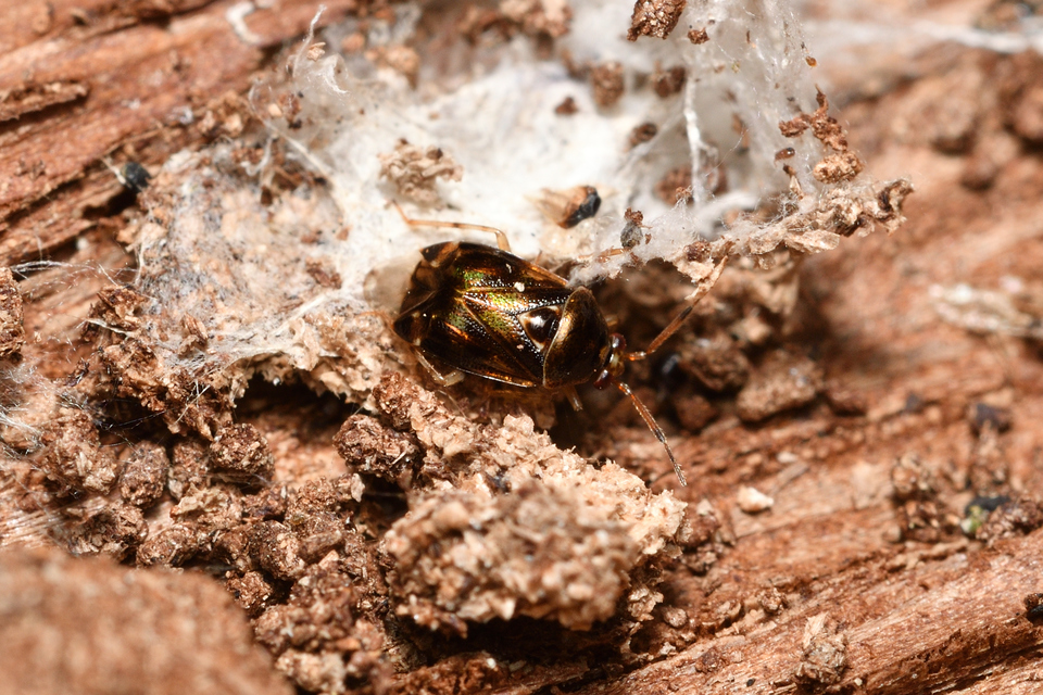 Deraeocoris lutescens - sárgás mezeipoloska