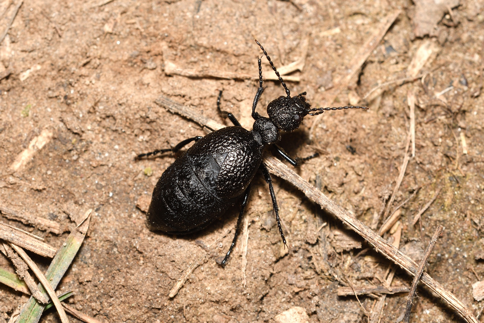 Meloe rugosus - ráncos nünüke