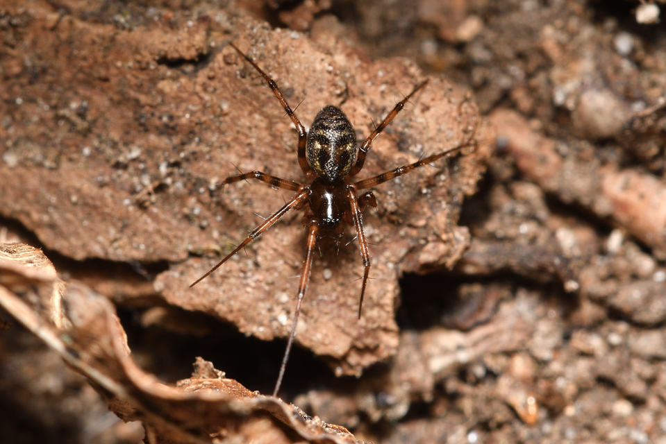 Lepthyphantes minutus