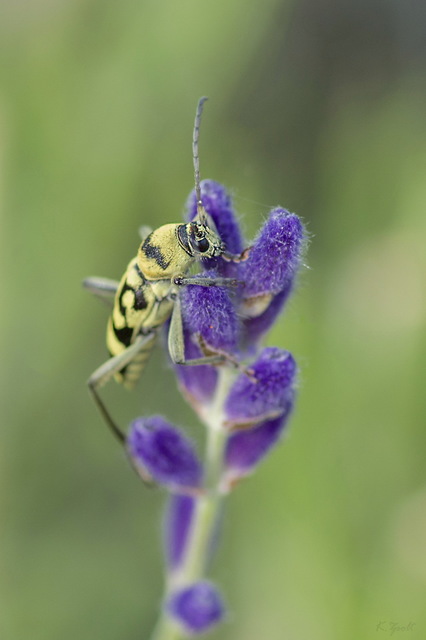 Chlorophorus varius - díszes darázscincér