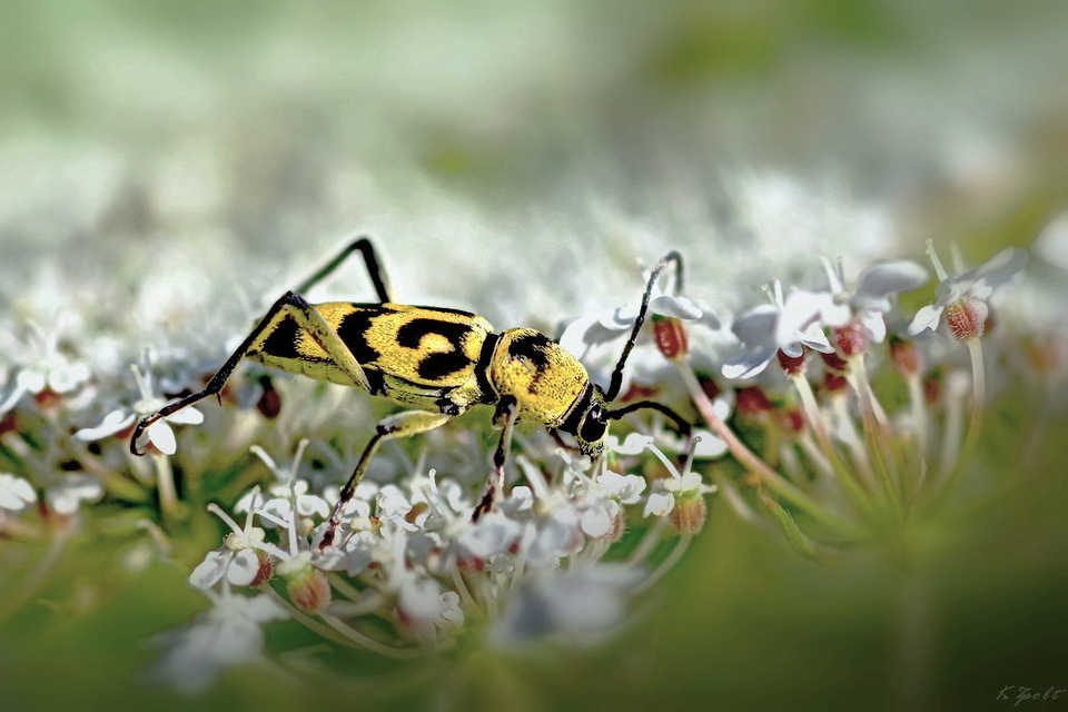 Chlorophorus varius - díszes darázscincér