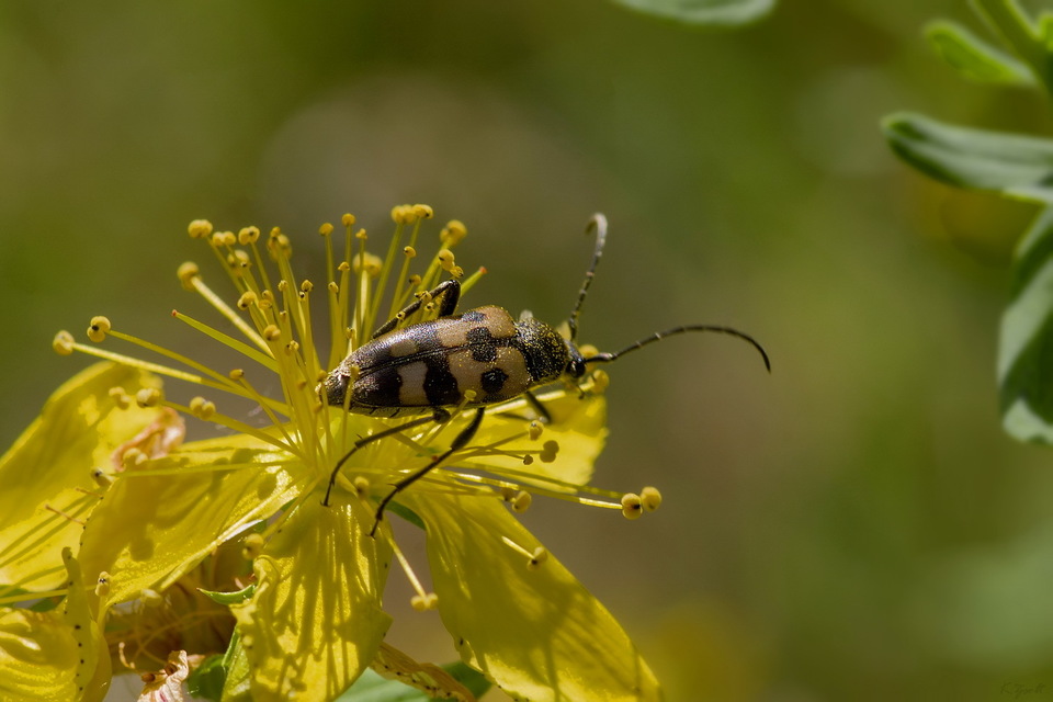 Pachytodes erraticus - rajzos virágcincér