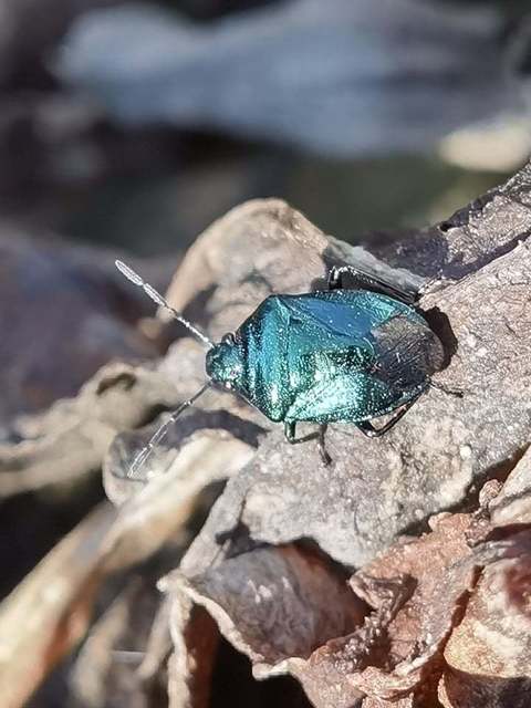 Zicrona caerulea - acélkék poloska Zicrona caerulea - acélkék poloska