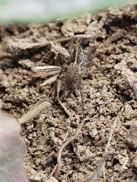 Pardosa