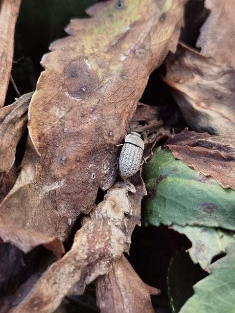 Opatrum sabulosum - sároshátú gyászbogár