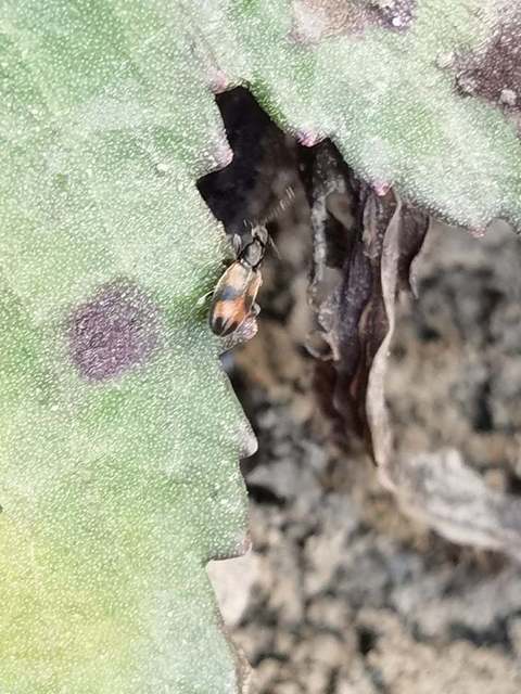 Anthicus antherinus - közönséges fürgebogár