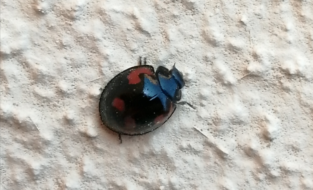 Exochomus quadripustulatus - négyfoltos szerecsenkata