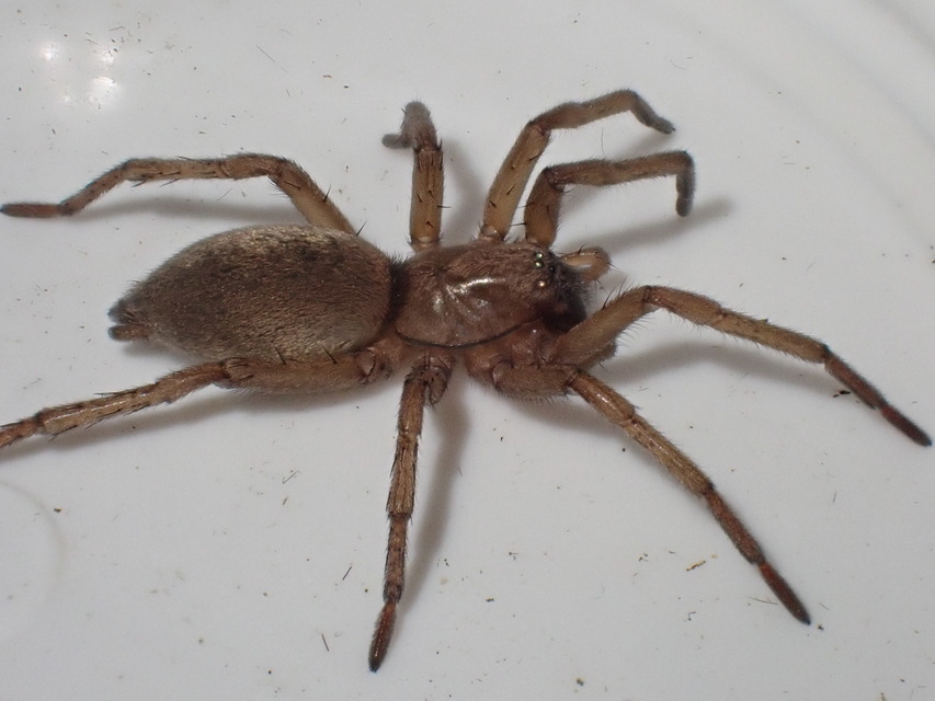 Drassodes/Drassodex