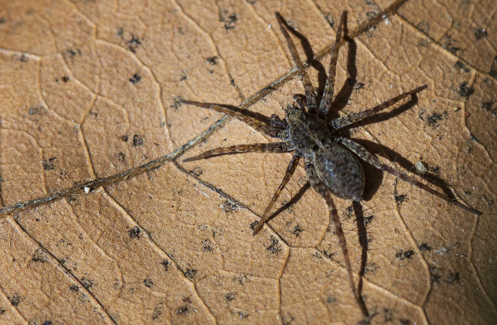 Pardosa
